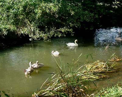 Swans on the River Wey.
